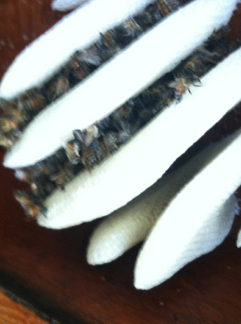The new hive being made,and the live bees that surprised Joe. That's probably why it's out of focus!