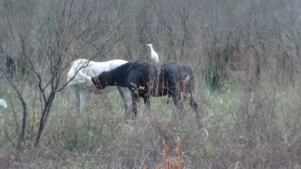 A long kiss between wild horses on Paynes Prairie.