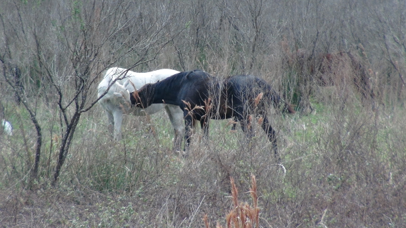 Wild Horses kissing on Paynes Prairie