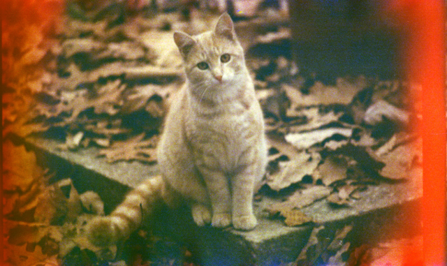 An Autumn Cat, as photographed by Bryan Costin